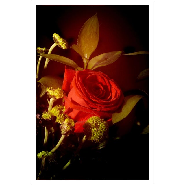 2021 "Red Rose in Vintage Light" Baroque Style Still Life Limited Edition Giclée Print by Kind of Cyan For Sale