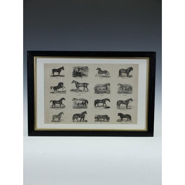 Webb & Millington, The Panorama of Horses, 1850, Engraving, in Very Good conditions. Designed before 1890 This piece has...