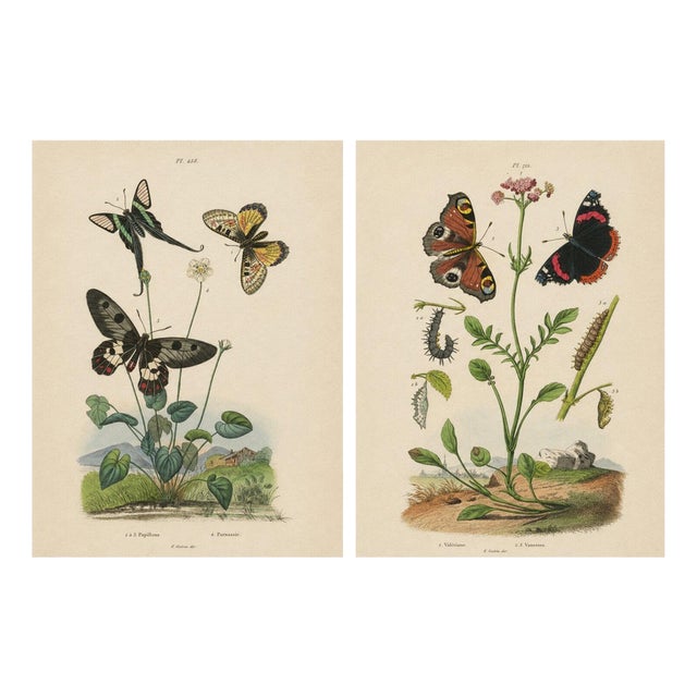 E. Guérin, Butterfly with Caterpillars, 1835, Engraving, Set of 2 For Sale