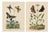 E. Guérin, Butterfly with Caterpillars, 1835, Engraving, Set of 2 For Sale