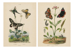 E. Guérin, Butterfly with Caterpillars, 1835, Engraving, Set of 2