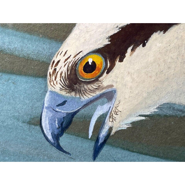 Mid 20th Century Scottish Watercolour Painting of an Osprey Swooping Down on Pike Fish Prey by Ralst For Sale - Image 9 of 13