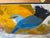 ”Jays Today” a Bird Painting by LWren Walraven For Sale - Image 9 of 10