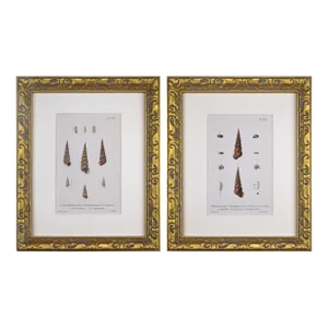 19th Century Antique Hand Colored English Shell Prints by John Jeffreys 1869- a Pair