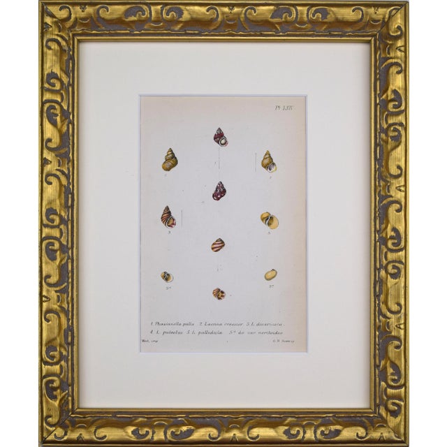 19th Century Antique Hand Colored English Shell Print by John Jeffreys 1869 For Sale In New York - Image 6 of 6