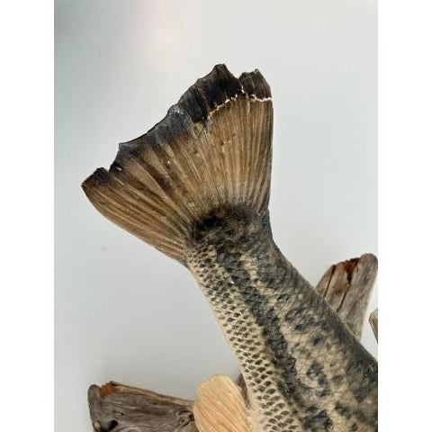 Description Authentic vintage largemouth bass taxidermy mounted on sculptural natural driftwood. This example bears its...