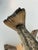 Description Authentic vintage largemouth bass taxidermy mounted on sculptural natural driftwood. This example bears its...