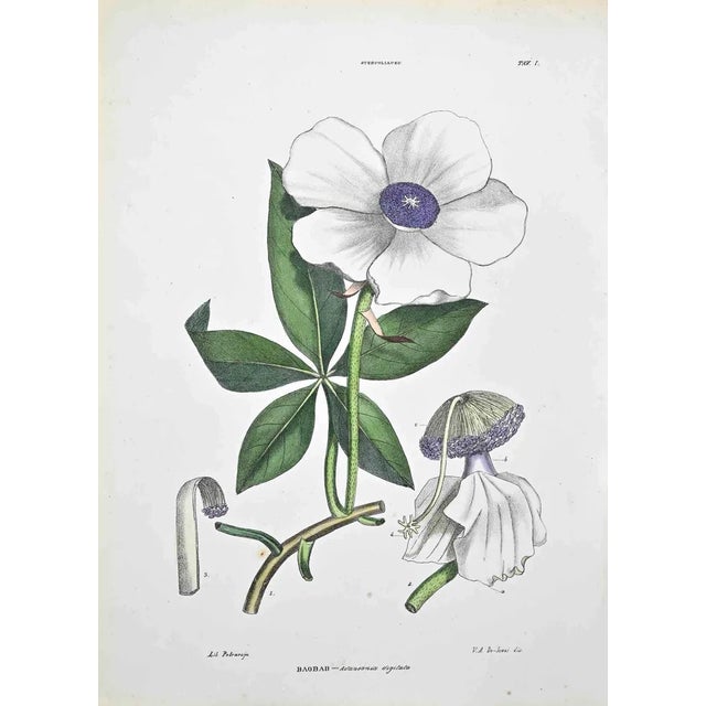 Vincenzo Tenore, The Sterculaceae, Lithograph, 1870s For Sale