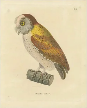 Chouette Calong, 1838, Paper