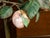 French 1930s Tôle and Glass Tree in Pot Sculpture with Orange and Yellow Fruits For Sale In Atlanta - Image 6 of 9