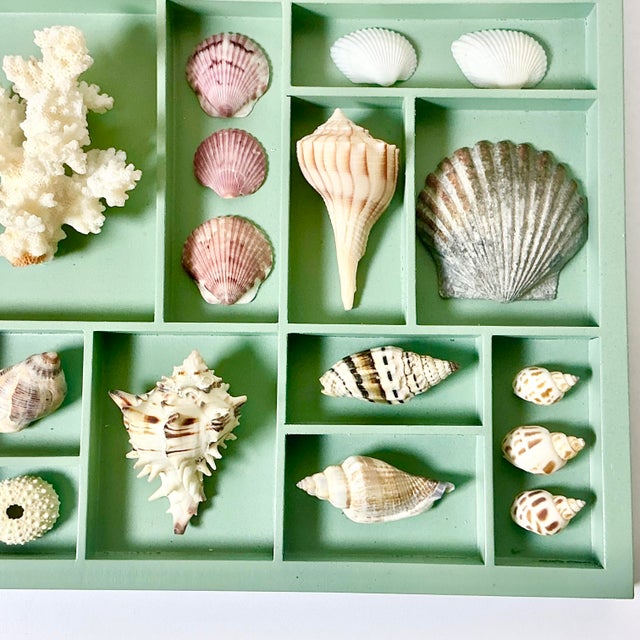 Vintage Coastal Boho Chic Seashell Collection, Sage Divided Shadowbox Decorative Object For Sale - Image 6 of 9