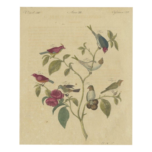 Bertuch, Exotic Finches and Hummingbird, 1805, Print For Sale