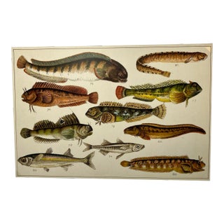 Antique Fish Print From England Featuring Catfish, Tompot, Shanny and Varieties of Blenny & Atherine Fish - Circa 1902 For Sale