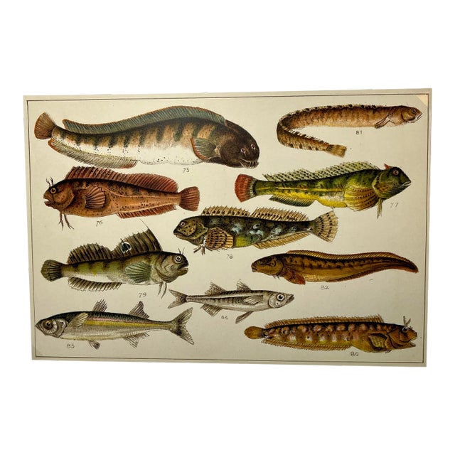 Antique Fish Print From England Featuring Catfish, Tompot, Shanny and Varieties of Blenny & Atherine Fish - Circa 1902 For Sale