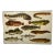 Antique Fish Print From England Featuring Catfish, Tompot, Shanny and Varieties of Blenny & Atherine Fish - Circa 1902 For Sale