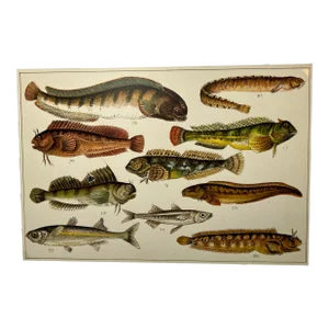 Antique Fish Print From England Featuring Catfish, Tompot, Shanny and Varieties of Blenny & Atherine Fish - Circa 1902