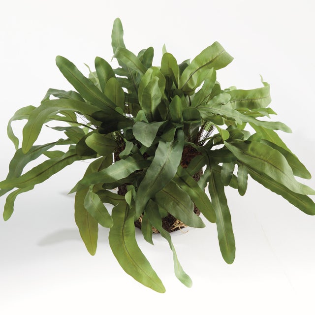 100% realistic a perfect copy of the echeveria fern. This dropin is a nohassle work of art. Right down to the moldable...
