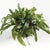 100% realistic a perfect copy of the echeveria fern. This dropin is a nohassle work of art. Right down to the moldable...