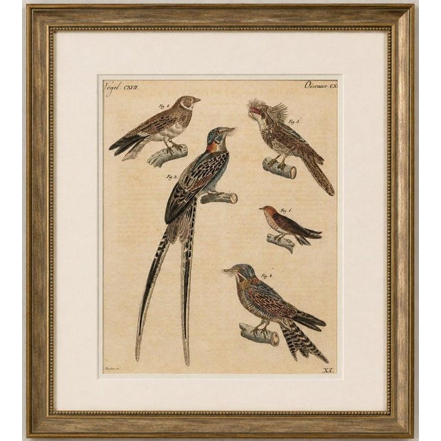 Title: antique hand-colored bird engraving – swallow & nightjars – bertuch, c. 1800 original antique hand-colored copper...