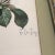 Wood Paul De Longpre 1905 Framed Yellow Roses Lithograph Printed by the Grey Litho. Company, New York For Sale - Image 7 of 13