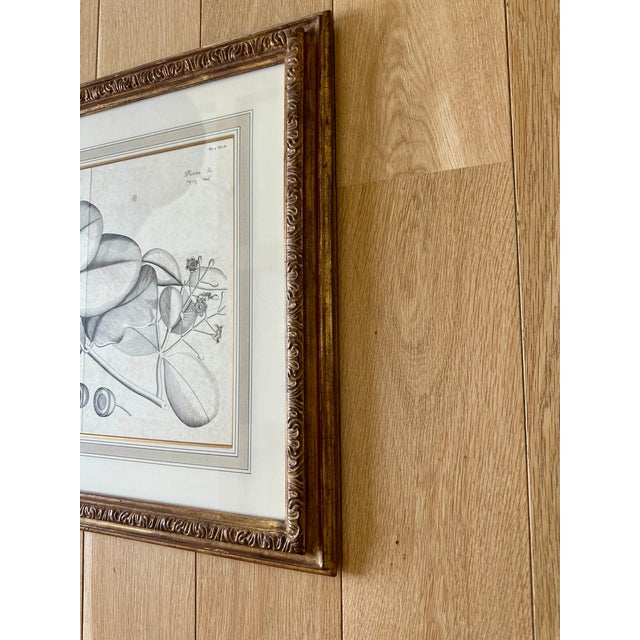 A beautifully framed botanical engraving selected by the renowned Los Angeles atelier Dennis & Leen, this vintage print...