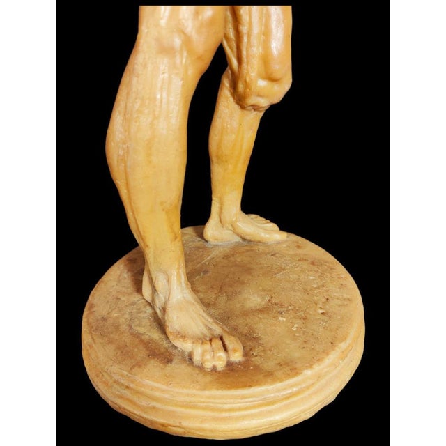 Anatomical Wax Model, 18th Century For Sale - Image 4 of 14
