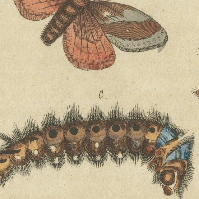 Paper Bertuch, Moth Life Cycles with Caterpillars, 1815, Print For Sale - Image 7 of 12