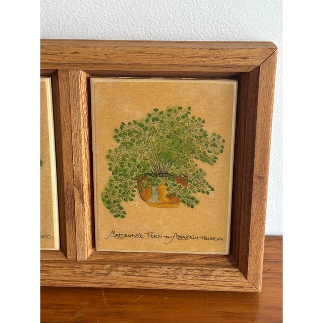Framed Plant Tiles, Creeping Charlie and Maidenhair Fern For Sale - Image 4 of 6