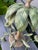 Vintage Tole Metal Palm Beach Tropical Hollywood Regency-Style Tole Palm Tree Chandelier Featuring Green-Painted Metal Fronds and Faux-Candle Arms For Sale - Image 12 of 12