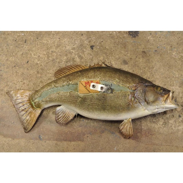 Vintage Smallmouth Bass Fish Wall Mount Taxidermy Real Skin Fishing Wall Decor For Sale - Image 9 of 11