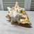 Mid 20th Century Vintage Natural Conch Shell For Sale - Image 5 of 7