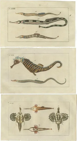 Gottlieb Tobias Wilhelm, Short Dragonfish, Pipefish and Seahorse, 1832, Paper, Set of 3