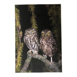 Two Owl in Tree Photo Poster For Sale