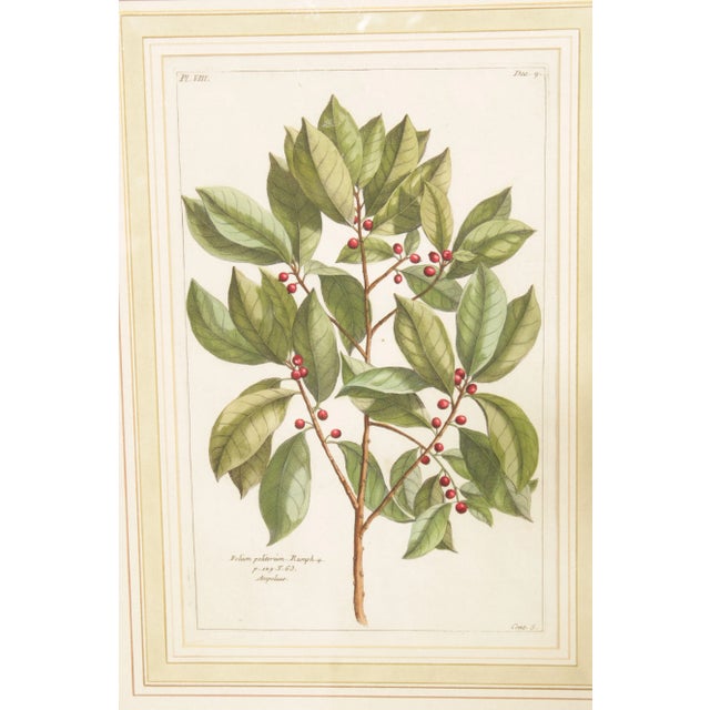 Botanical Illustration Foliate Berry Colored Engraving, Custom Framed For Sale In Philadelphia - Image 6 of 13