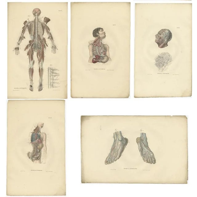 Mid 19th Century Anatomy Illustrations of The Nervous System, 1839, Prints, Set of 23 For Sale - Image 5 of 6