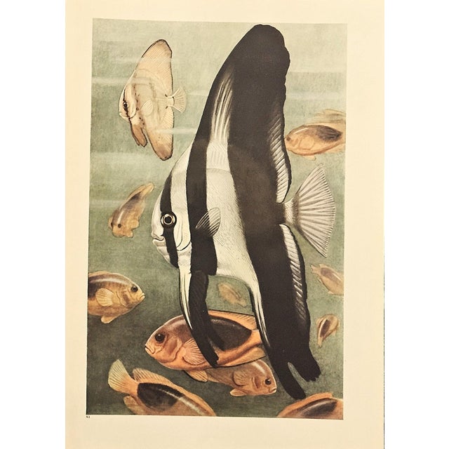 1945 Set of 3 Sea/Ocean Life Vintage Prints For Sale - Image 4 of 4