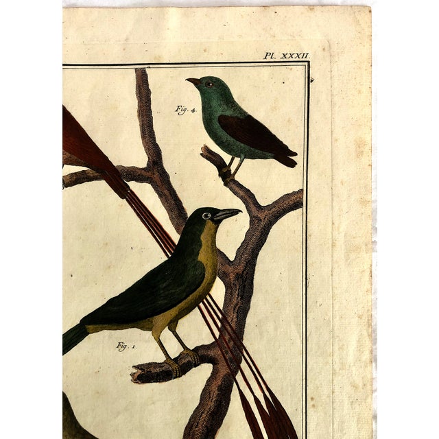 Mid 18th Century 18th-Century Pair of French Hand-Colored Copperplate Engravings of Exotic Birds, by François-Nicolas Martinet For Sale - Image 5 of 18