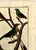 Mid 18th Century 18th-Century Pair of French Hand-Colored Copperplate Engravings of Exotic Birds, by François-Nicolas Martinet For Sale - Image 5 of 18
