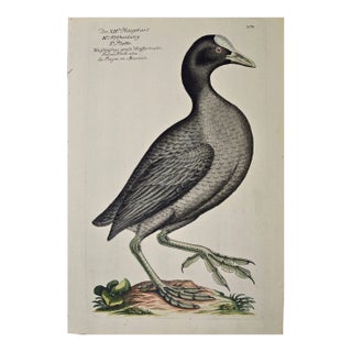 Coot Bird, "Wasserhuhn": An 18th Century Hand-Colored Frisch Engraving, 1733 For Sale