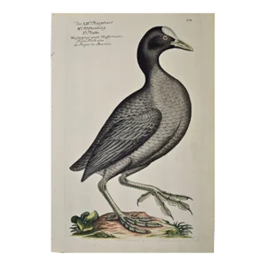 Coot Bird, "Wasserhuhn": An 18th Century Hand-Colored Frisch Engraving, 1733