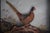 Abercrombie & Fitch X Joseph Q. Whipple Hand Painted Pheasant Shadowbox For Sale - Image 4 of 4