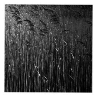 Paul Cooklin, Water Reeds IX, Edition of 50 For Sale