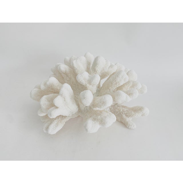 Chinoiserie Massive Natural Catspaw Coral Specimen Coastal Home For Sale - Image 3 of 6