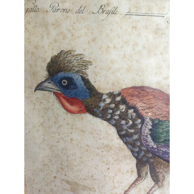 Saverio Manetti, Gallo Pavone del Brasile, 20th Century, Print, Framed For Sale - Image 3 of 13