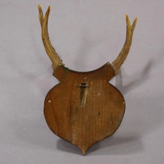 Lovely Antique Roe Deer Trophy on Wooden Plaque, Germany ca.1930s For Sale - Image 6 of 6
