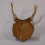 Lovely Antique Roe Deer Trophy on Wooden Plaque, Germany ca.1930s For Sale - Image 6 of 6