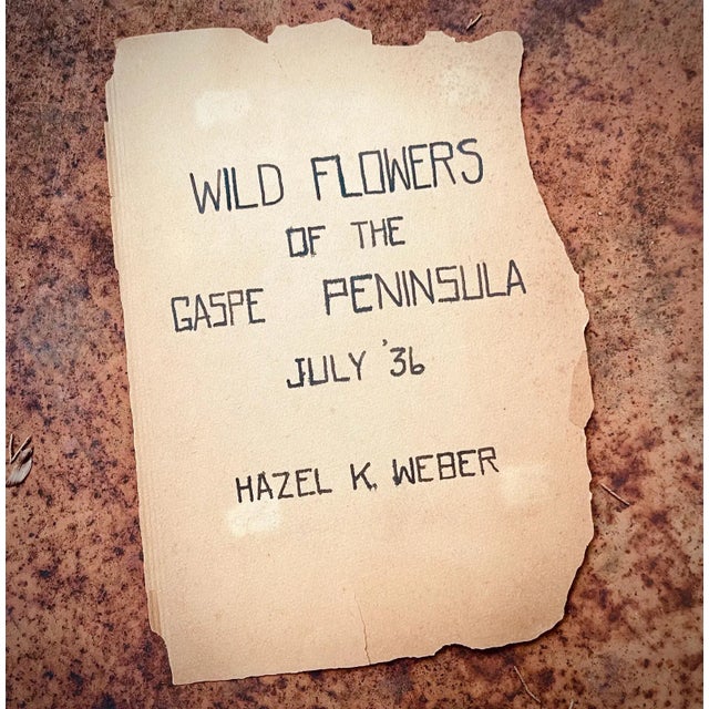 A pair of beautiful pressed wildflowers. From a Collection of very fine antique specimens we acquired recently. These were...