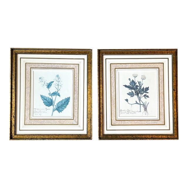 Late 20th Century Pair of 1840s Reproduction Botanical Specimen Prints, Charlock Mustard & Creeping Crowfoot For Sale