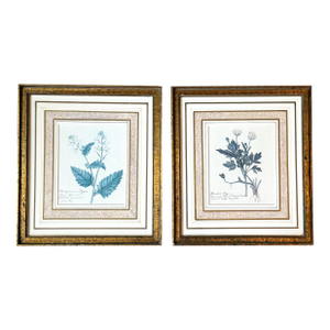 Late 20th Century Pair of 1840s Reproduction Botanical Specimen Prints, Charlock Mustard & Creeping Crowfoot