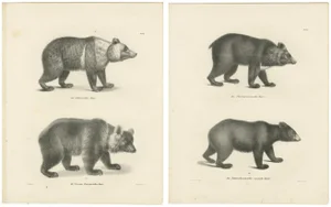 Majestic Bears, 1836, Print, Set of 2
